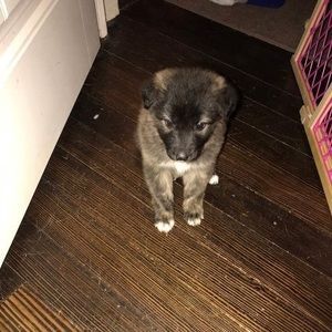 Meet your Posher, George